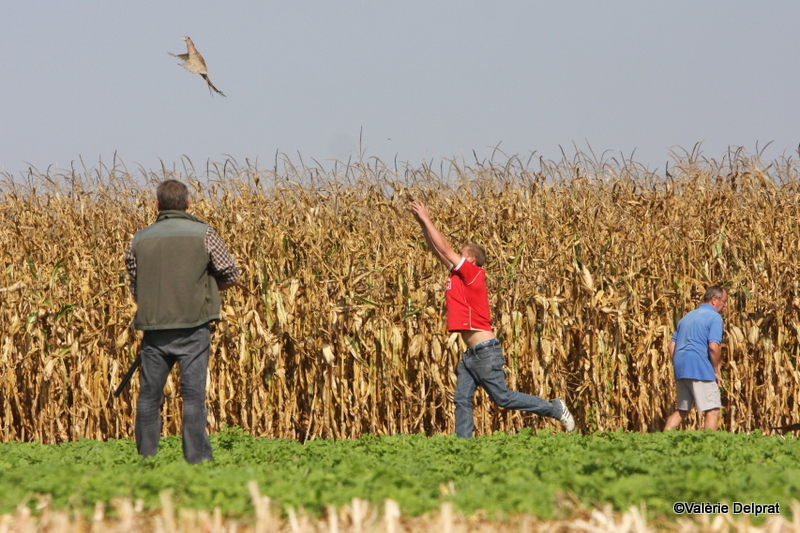 Field Erstein 09 (166).JPG